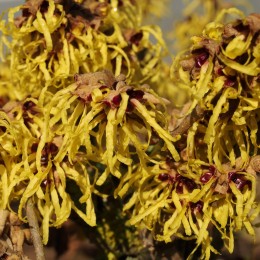 Hamamélis mollis "Pallida"