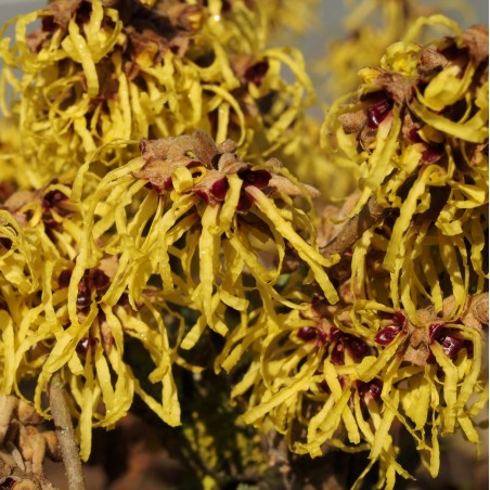 Hamamélis mollis "Pallida"