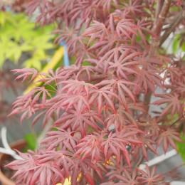 érable "Trompenburg", feuillage rouge pourpre brillant au printemps, en été