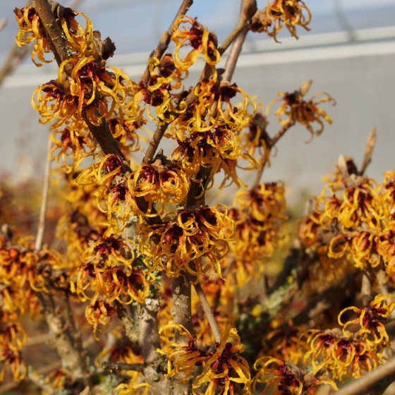 Hamamélis intermedia "Orange beauty"