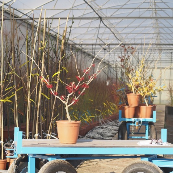 Hamamélis intermedia "Diane" pot de 7.5 litres