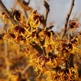 Hamamélis intermedia "Orange beauty"