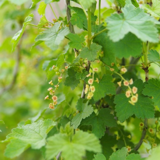 grappes de groseilles "Junifer"  en formation en avril