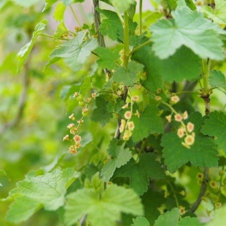 grappes de groseilles "Junifer"  en formation en avril