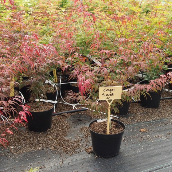 érable du japon "Oregon Sunset" pot 4.5 litres érable du japon "Oregon Sunset" pot 4.5 litres