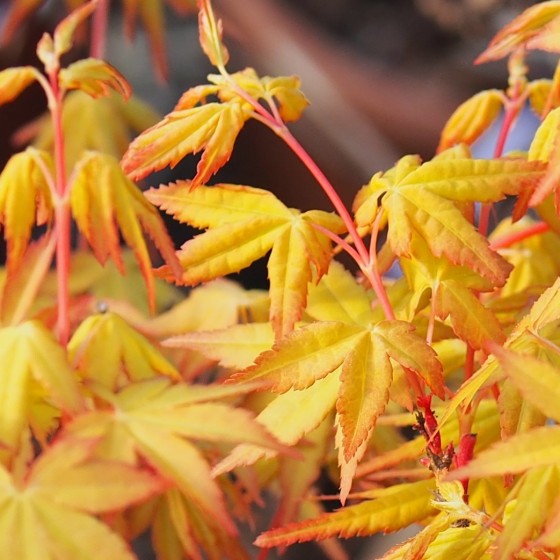 érable "Ueno Yama", couleurs chaudes orange intense au printemps érable "Ueno Yama", couleurs chaudes orange intense au printemps