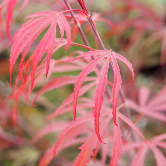 Érable du japon "Oregon Sunset", feuille Érable du japon "Oregon Sunset", feuille