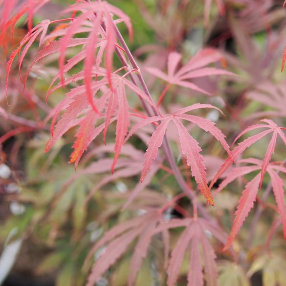 Érable du japon "Oregon Sunset", rouge prune en été Érable du japon "Oregon Sunset", rouge prune en été