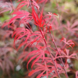 Érable du japon "Oregon Sunset", jeunes pousses rouges en été