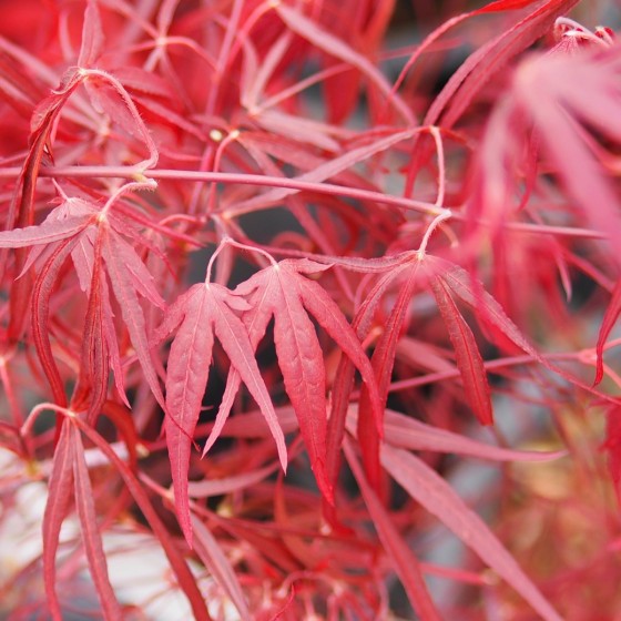 Érable du japon "Enkan", conserve bien sa couleur bordeaux