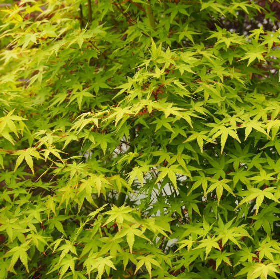 érable "Ueno Yama", feuillage vert vif en été érable "Ueno Yama", feuillage vert vif en été