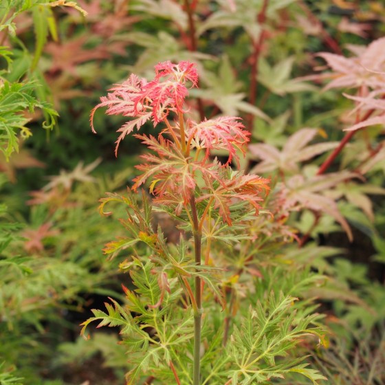Érable du japon "Green Globe", pousses roses au printemps