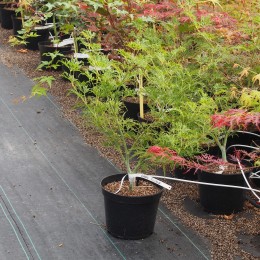 Érable du japon "Green Globe", en pot de 4.5 litres