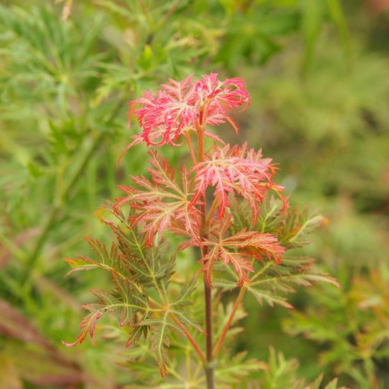 Érable du japon "Green Globe", pousses roses au printemps