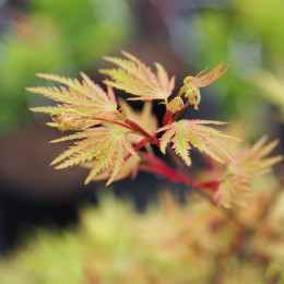 Érable du japon "Higasa Yama", jeune pousse au printemps