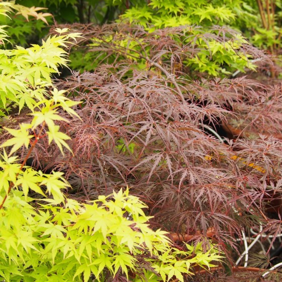 érable "Crimson queen", feuillage au printemps
