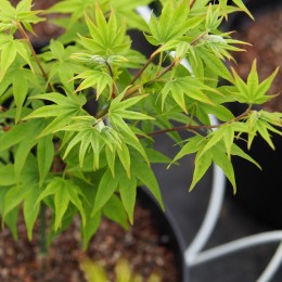 Érable du japon "Hogyoku", vert profond au printemps