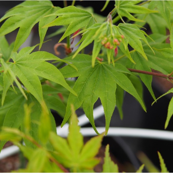 Érable du japon "Hogyoku", feuilles au printemps