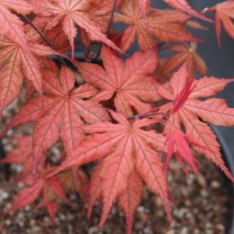 Érable du japon "Kasagi Yama" au printemps