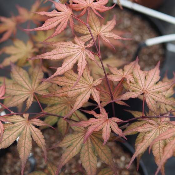 Érable du japon "Kasagi Yama", crème rose et vert fin de printemps Érable du japon "Kasagi Yama", crème rose et vert fin de printemps
