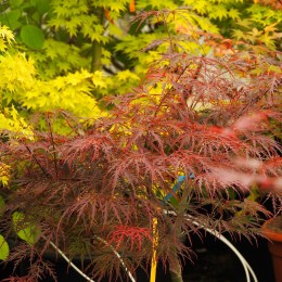 érable "Garnet", feuillage au printemps