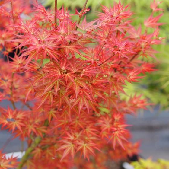 Érable du japon "Wilson's Pink Dwarf", feuillage rose rouge