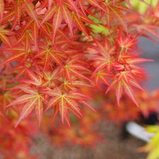 Érable du japon "Wilson's Pink Dwarf", Rose rouge au printemps