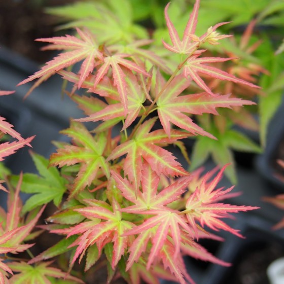 Érable du japon "Wilson's Pink Dwarf", en été couleur vert clair et rose