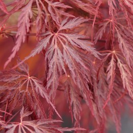 Érable du japon "Inaba Shidare", feuillage au printemps