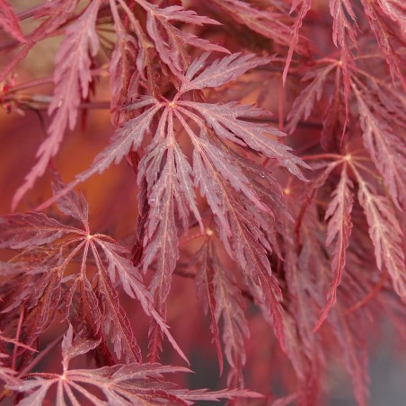 Érable du japon "Inaba Shidare", feuillage au printemps