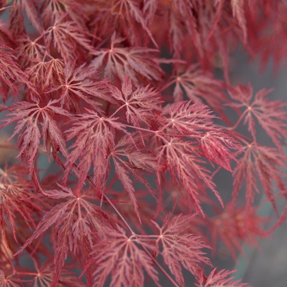 Érable du japon "Inaba Shidare", couleur au printemps