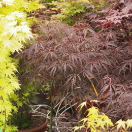 érable "Tamuke Yama", feuillage rouge pourpre en été