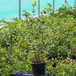 Myrtillier "Darrow"
