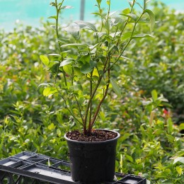 Myrtillier "Bluegold"