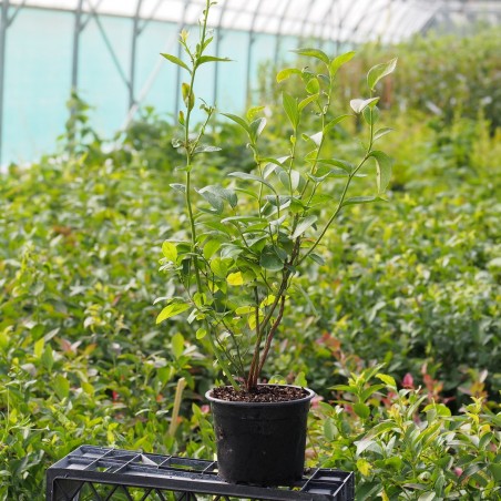Myrtillier "Goldtraube"