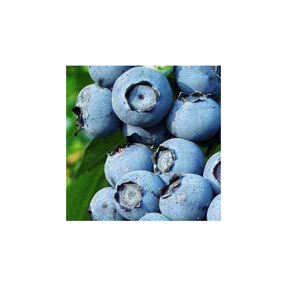 Myrtillier "Ivanohé"