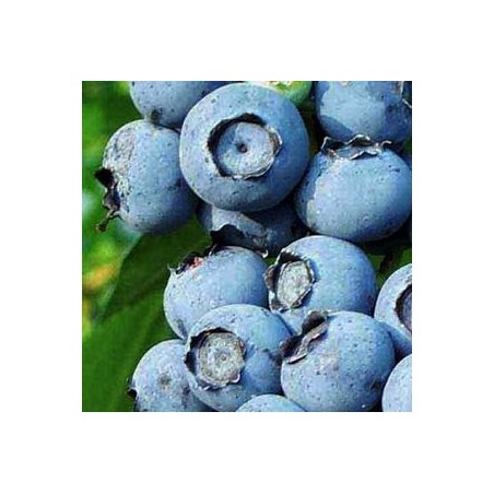 Myrtillier "Ivanohé"