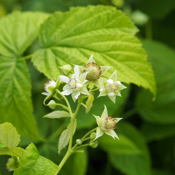Framboisier "Versailles", fleurs