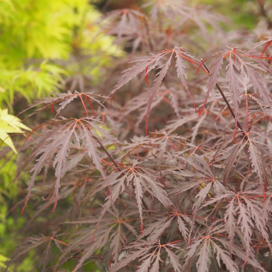 érable "Tamuke Yama", feuilles très laciniées érable "Tamuke Yama", feuilles très laciniées