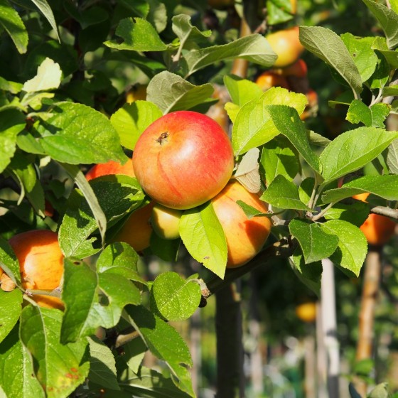 Pommier "Reine des Reinettes"