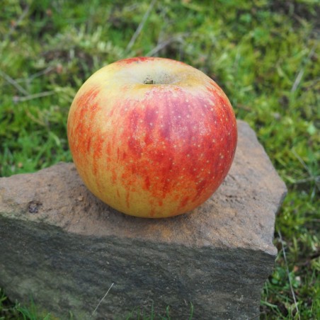 Pommier "Reine des Reinettes"
