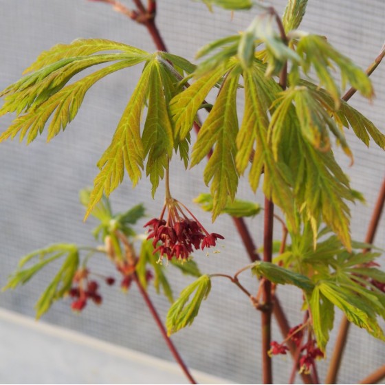 érable "Aconitifolium", jeunes pousses et fleurs au printemps