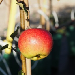 Pommier "Nouvelle Europe"