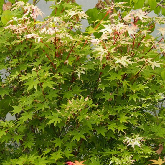 érable "Asahi zuru" au printemps érable "Asahi zuru" au printemps