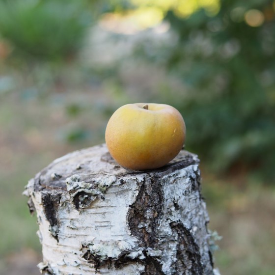Pommier "Reinette grise du Canada"