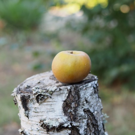 Pommier "Reinette grise du Canada"