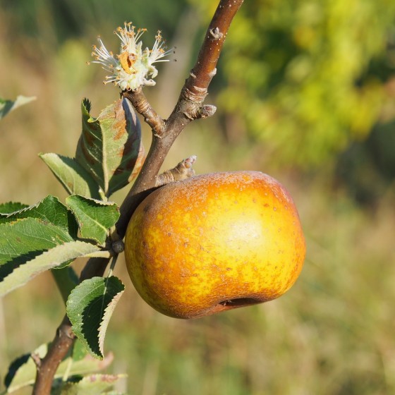 Pommier "Reinette grise du Canada"