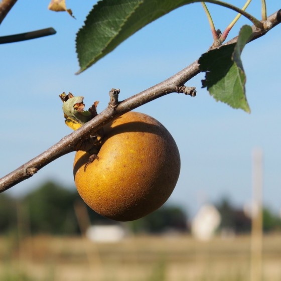 Pommier "Reinette grise du Canada"