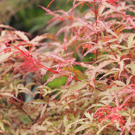 érable "Beni Komachi" couleur de printemps érable "Beni Komachi" couleur de printemps