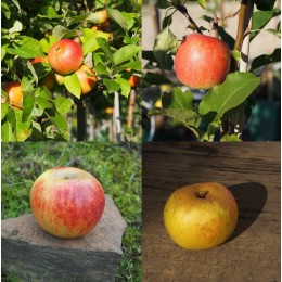 pommier "Astrakan rouge", pommier" Reinette de Brive, Pommier "Gloster", pommier "Reine des reinette"